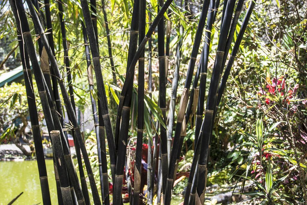 Chalet Kilauea Volcano Rom bilde